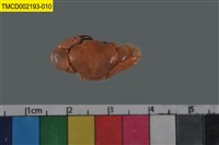 藏品(光輝圓扇蟹)的圖片